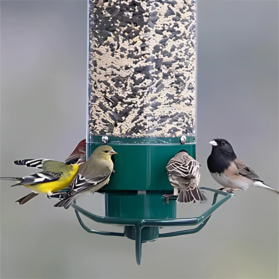 Bird Feeder | Squirrel-Proof Hanging Seed Feeder Outdoor